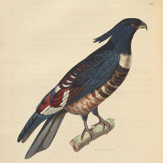Image: Nouveau recueil de planches coloriées d’oiseaux, A Strasbourgh ;Chez Legras Imbert et Comp.,1838.