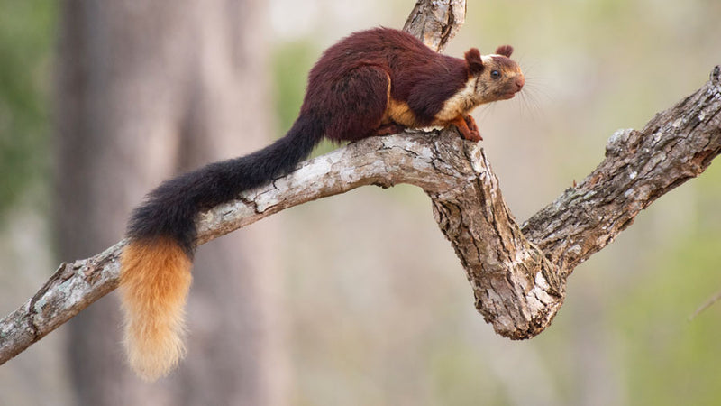 Conserving Biodiversity