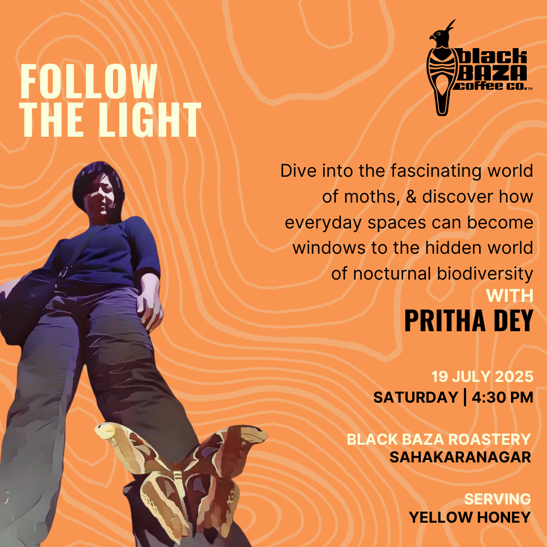 Follow The Light