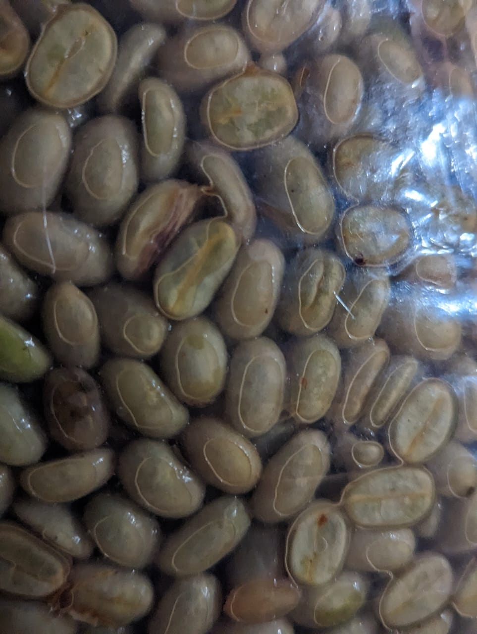 Microlot 36 | Anaerobic Fermentation of Washed Arabica