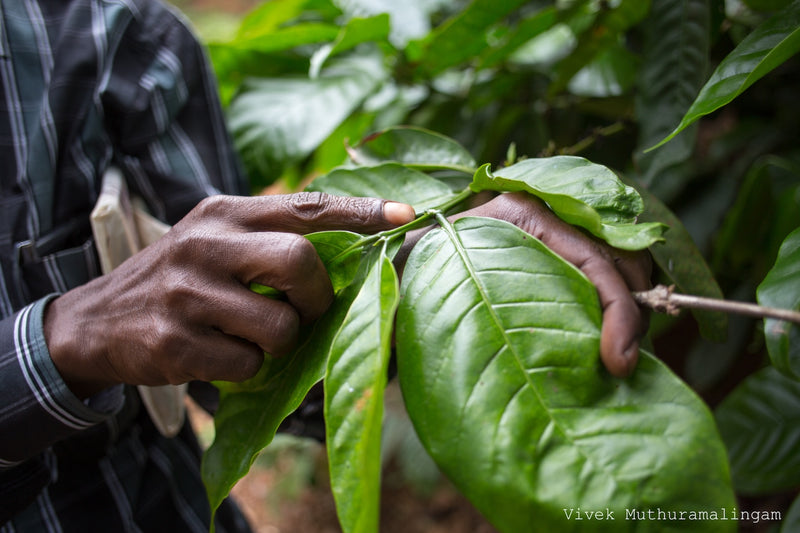 You Caffeinate: We Conserve