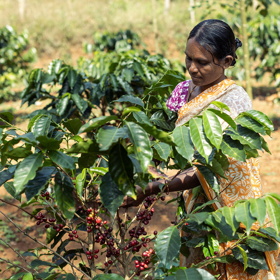Grower Image 4