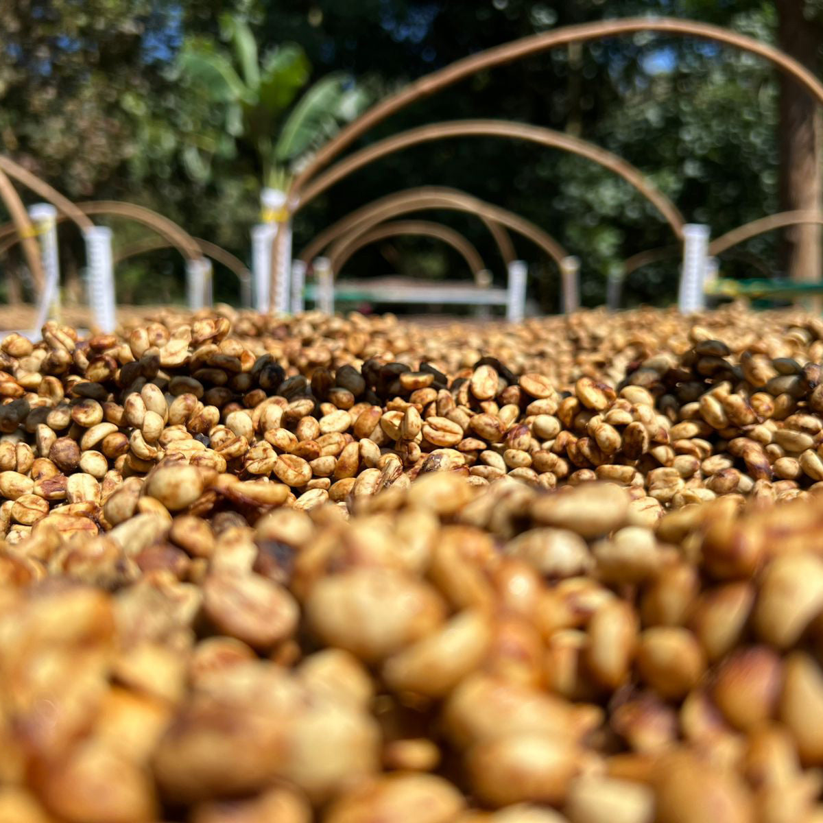 Grower Image 6