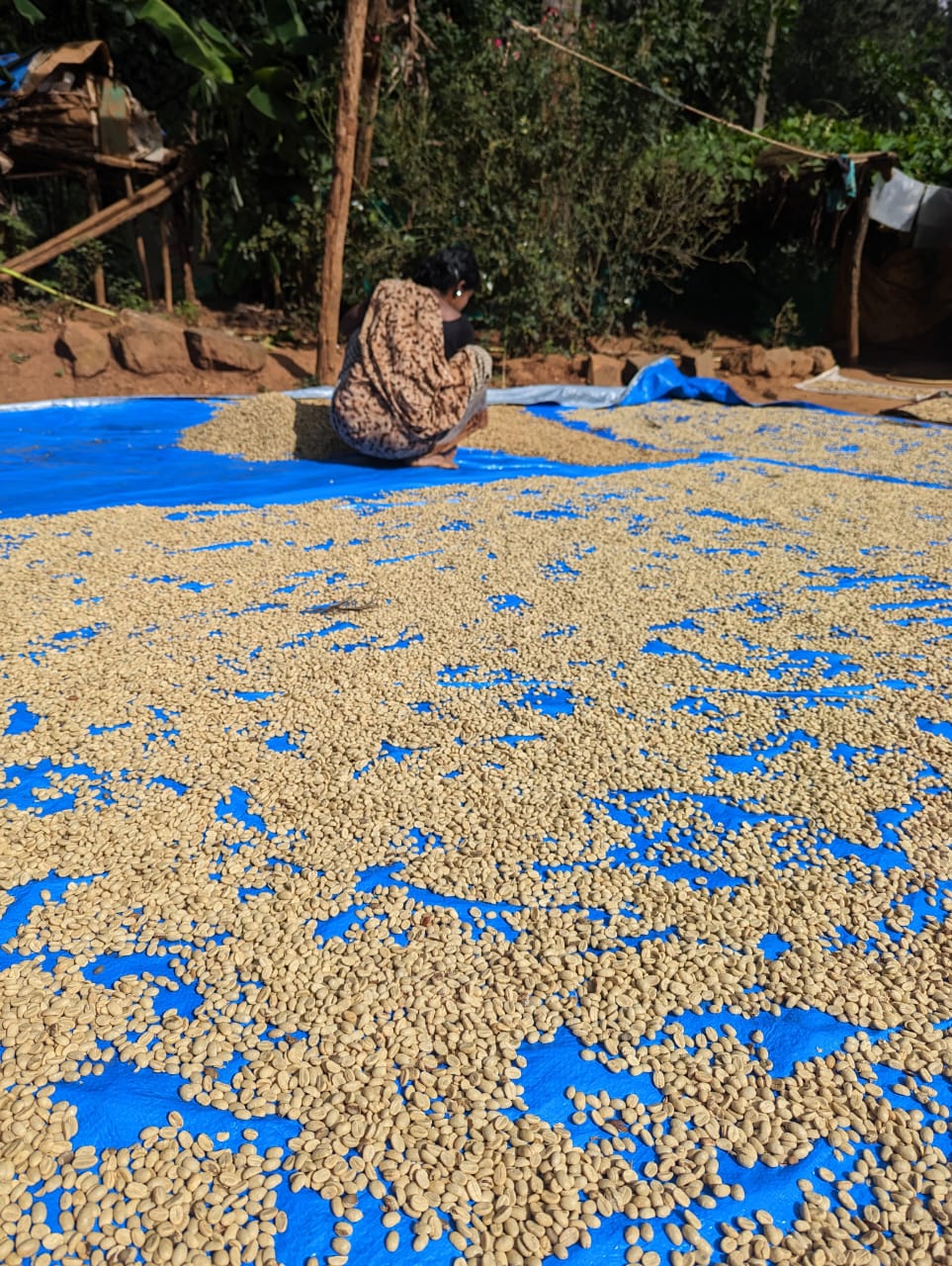 Microlot 36 | Anaerobic Fermentation of Washed Arabica